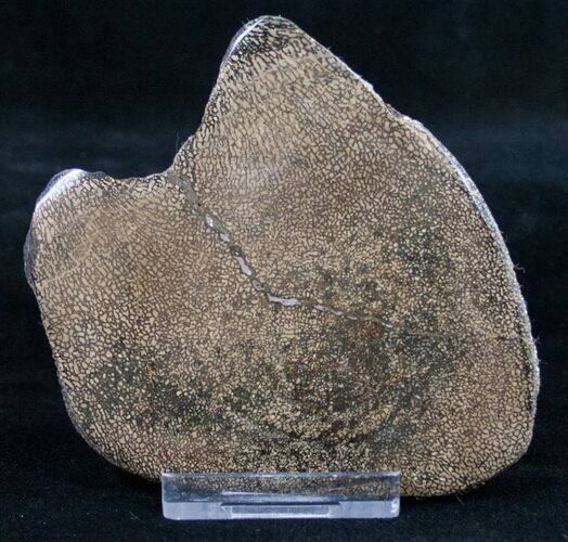 Polished Iguanodon Bone - Isle Of Wight #9290